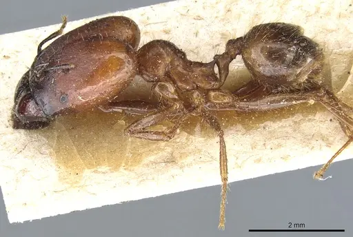 Pheidole rogeri - CASENT0904329