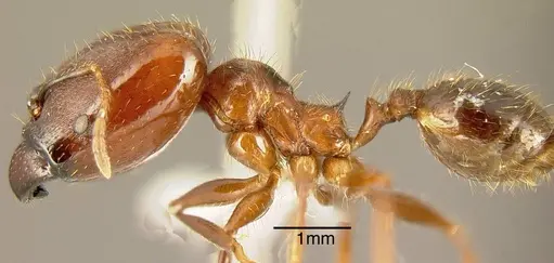 Pheidole rogeri - INBIOCRI001282986