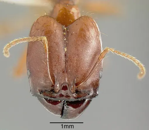 Pheidole rogeripolita specimen