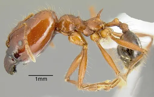 Pheidole rogeripolita specimen