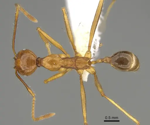 Pheidole rogeripolita - CASENT0646359