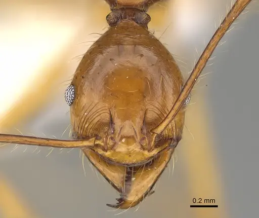 Pheidole rogeripolita - CASENT0646359