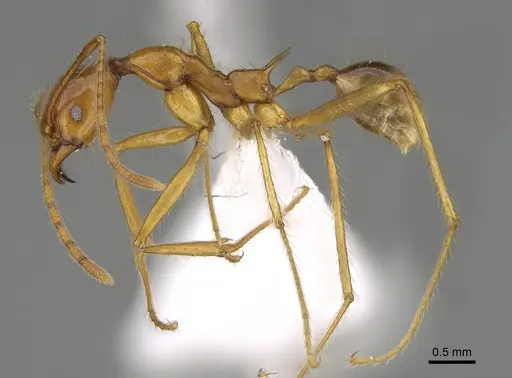 Pheidole rogeripolita - CASENT0646359