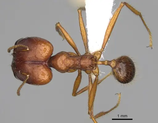Pheidole rogeripolita - CASENT0646364