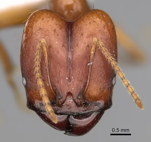 Pheidole rogeripolita - CASENT0646364