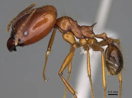Pheidole rogeripolita - CASENT0646364