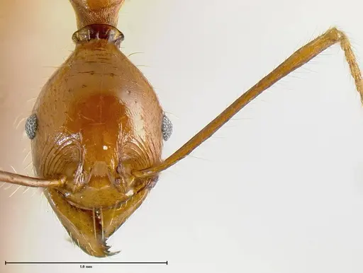 Pheidole rogeripolita - JTLC000006466