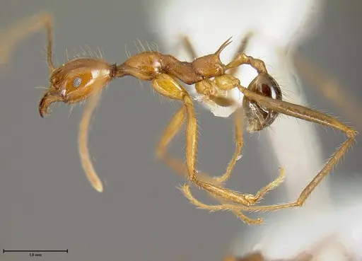 Pheidole rogeripolita - JTLC000006466