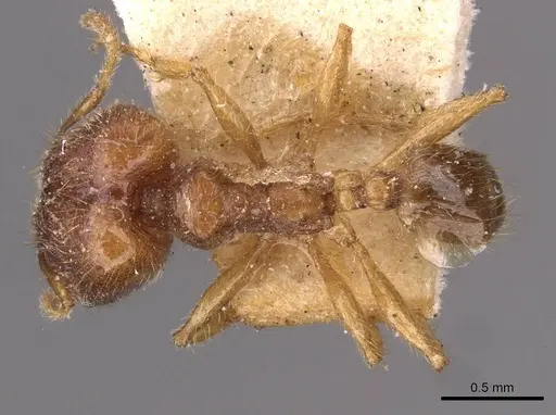 Pheidole rogersi specimen