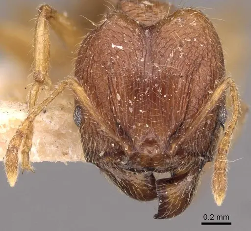 Pheidole rogersi specimen