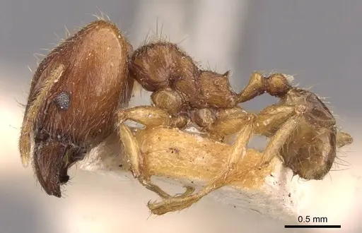 Pheidole rogersi specimen