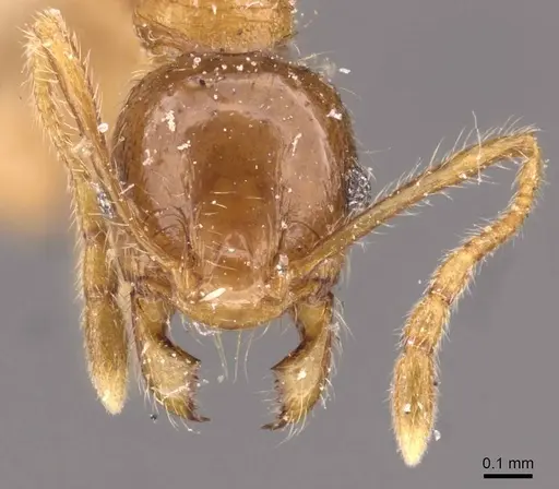 Pheidole rogersi - CASENT0907948