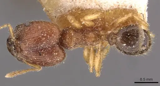 Pheidole rogersi - CASENT0907949