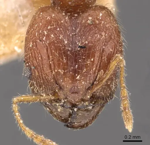Pheidole rogersi - CASENT0907949