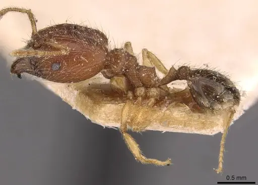 Pheidole rogersi - CASENT0907949