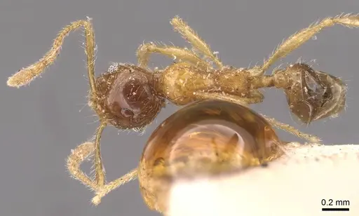 Pheidole rogersi - CASENT0907950