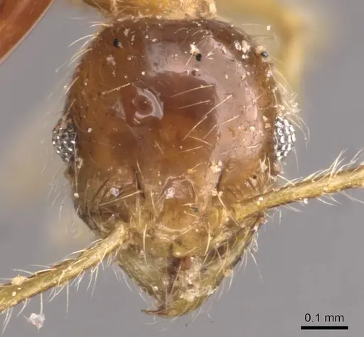 Pheidole rogersi - CASENT0907950