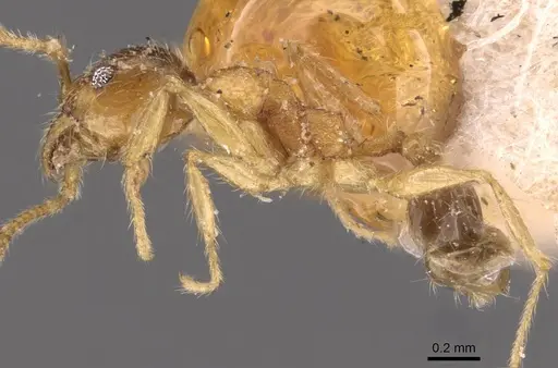 Pheidole rogersi - CASENT0907950