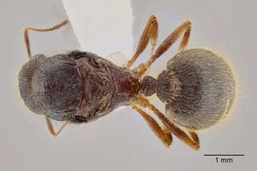 Pheidole rohani specimen