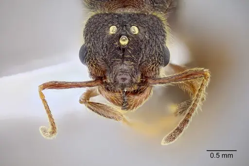 Pheidole rohani specimen