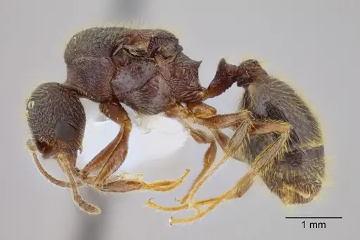Pheidole rohani specimen