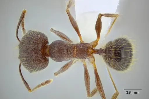 Pheidole rohani - CASENT0653348
