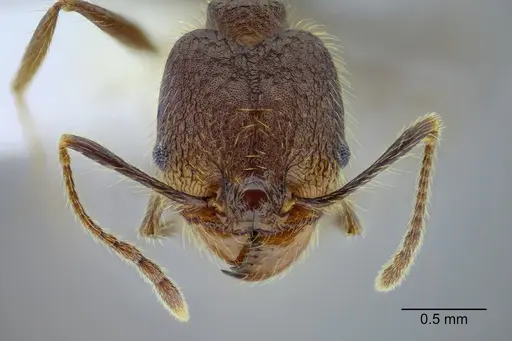 Pheidole rohani - CASENT0653348