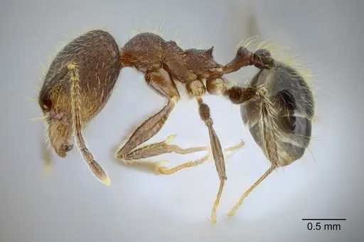 Pheidole rohani - CASENT0653348