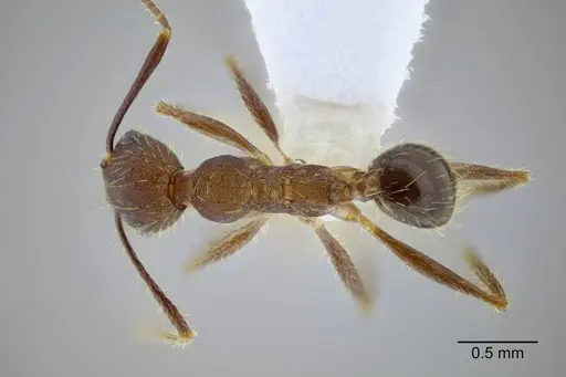 Pheidole rohani - CASENT0653349