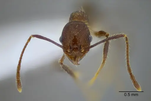 Pheidole rohani - CASENT0653349