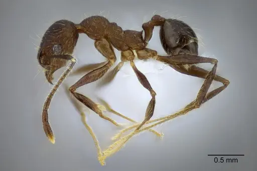 Pheidole rohani - CASENT0653349