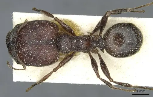 Pheidole rohani - CASENT0913423