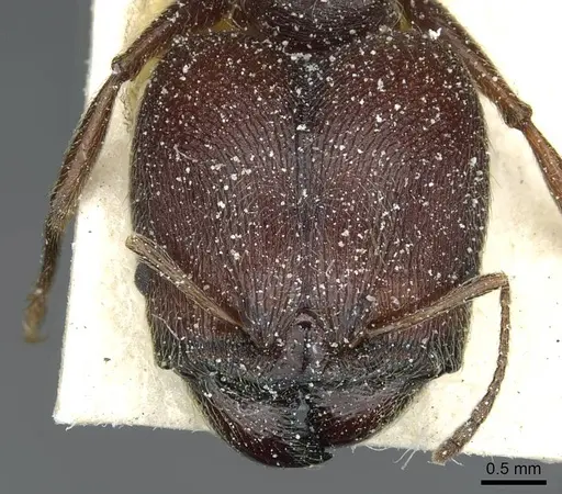Pheidole rohani - CASENT0913423