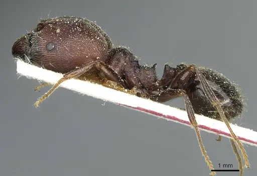Pheidole rohani - CASENT0913423