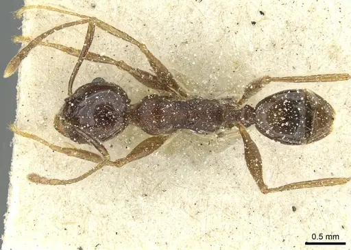 Pheidole rohani - CASENT0913424