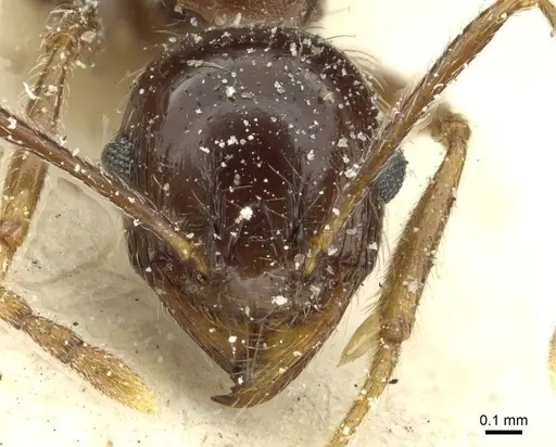 Pheidole rohani - CASENT0913424
