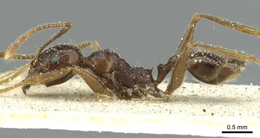 Pheidole rohani - CASENT0913424