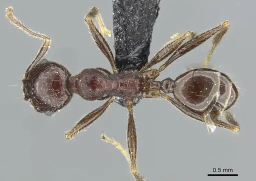 Pheidole rohani - CASENT0913425
