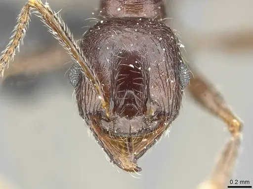 Pheidole rohani - CASENT0913425