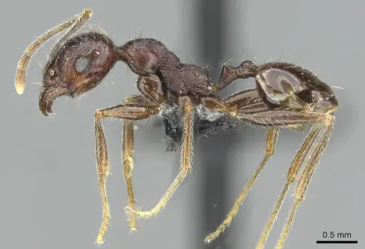 Pheidole rohani - CASENT0913425