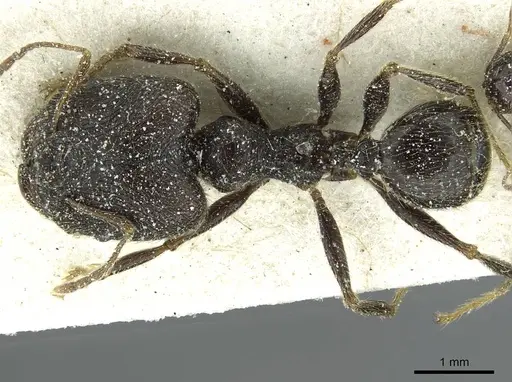 Pheidole rohani - CASENT0913426