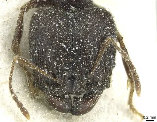 Pheidole rohani - CASENT0913426