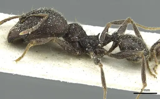 Pheidole rohani - CASENT0913426