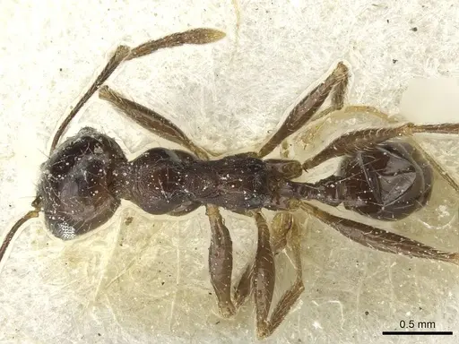 Pheidole rohani - CASENT0913427