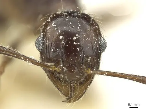 Pheidole rohani - CASENT0913427