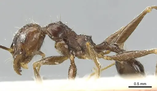 Pheidole rohani - CASENT0913427