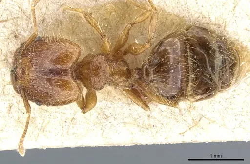 Pheidole rosae specimen