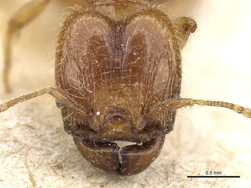 Pheidole rosae specimen