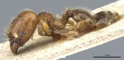 Pheidole rosae specimen