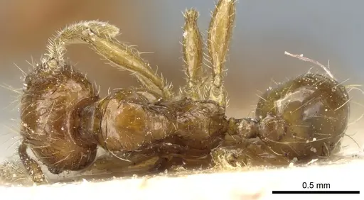 Pheidole rosae - CASENT0904333